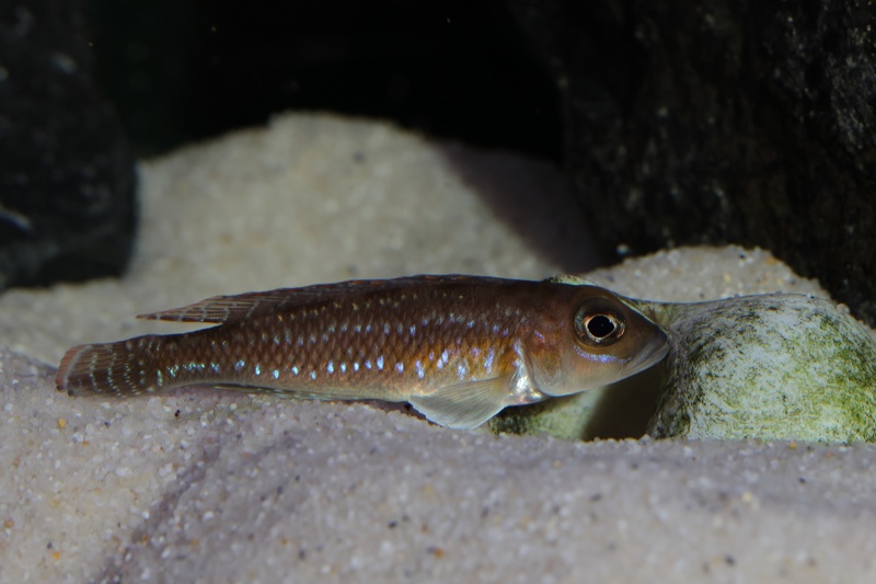 Lamprologus ornatipinnis 'Mwamgongo'
